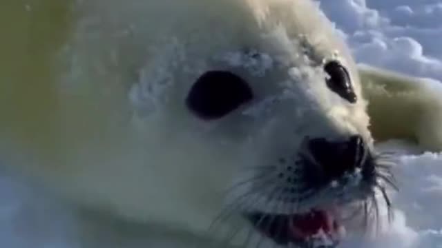 Baby seal screaming ^^