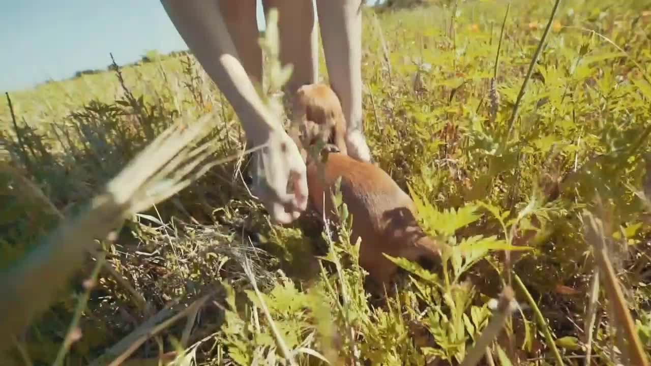 close up funny dog chihuahua chases its owner on field at day