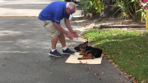 Teach your dog The BED command! ( Using Positive Dog Training )