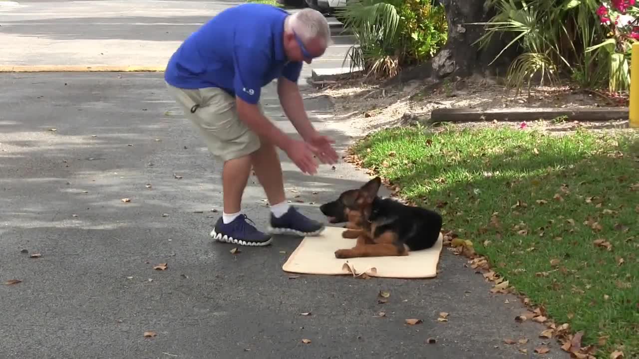 Teach your dog The BED command! ( Using Positive Dog Training )