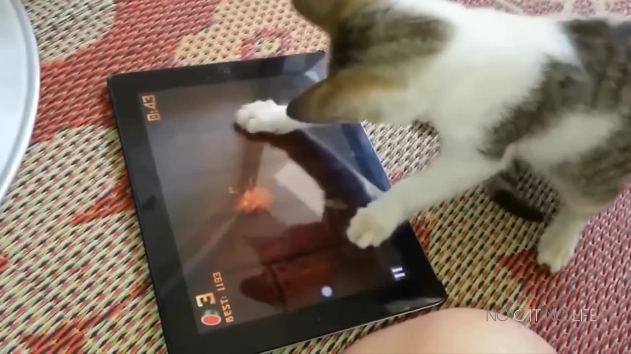Funny Cats Compilation Most_Popular