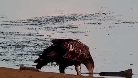 An Eagle hunts a giant fish.