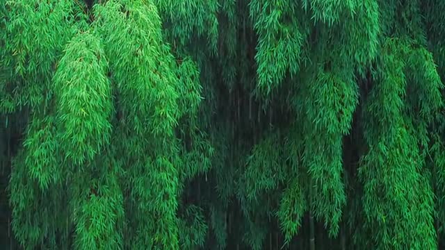 Some people wait for misty rain, some people blame rain