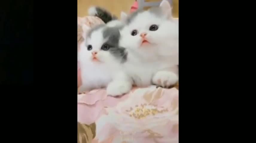 Cats & dogs enjoy there free time
