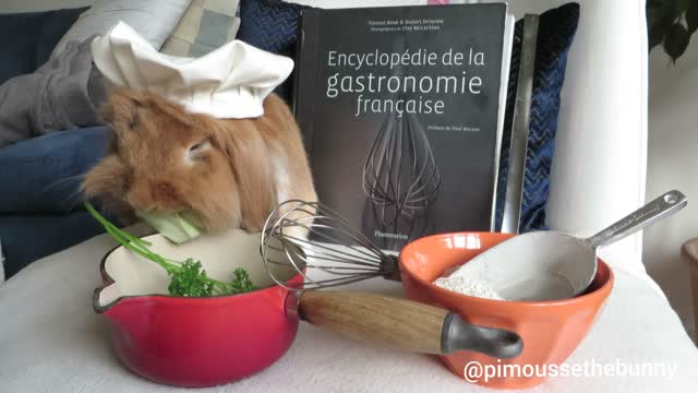 Chef PimousseTheBunny is dissipated at cooking class