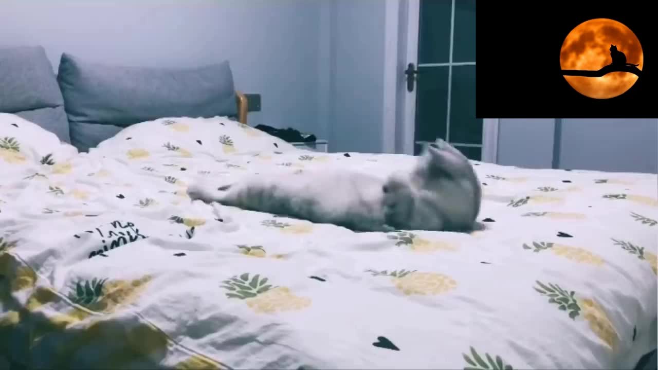 cat doing yoga