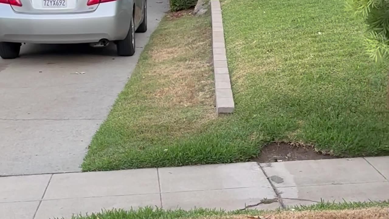 Morning Chat With Neighborhood Bear