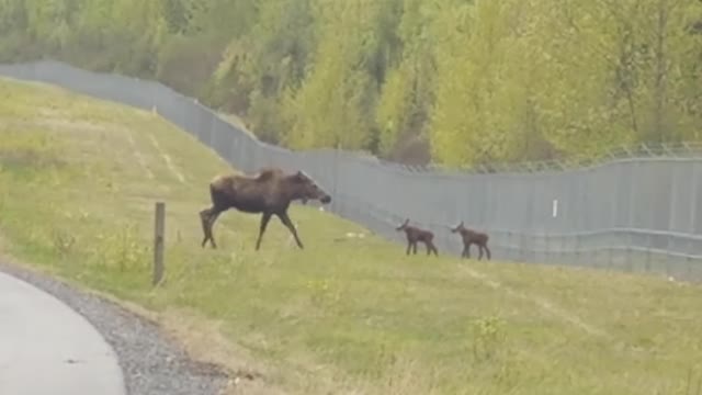 Moose Attacks Cyclist on Bike Path