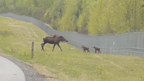 Moose Attacks Cyclist on Bike Path