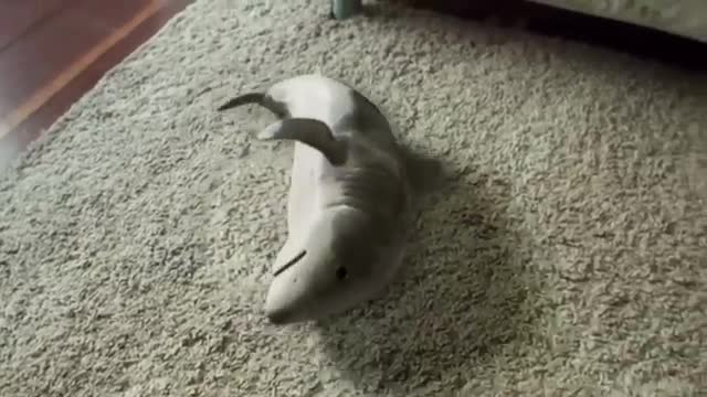 Pet shark funny video