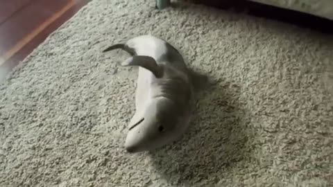 Pet shark funny video