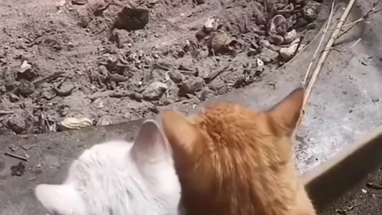 The love of cats playing by the fireplace ❤️🌹😍🥰