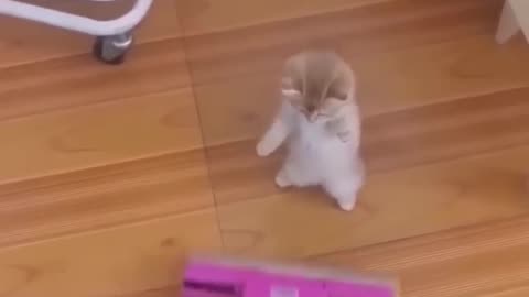 Funniest Cats and Dogs 🐶🐱