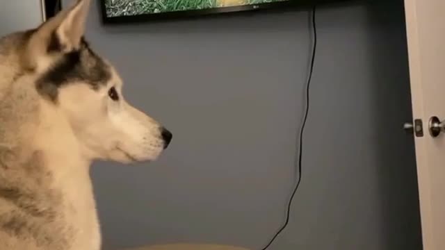 funny animals precious moments illusion to cat while see television