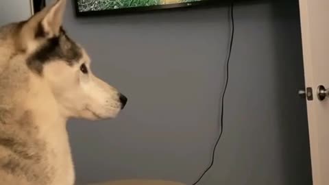 funny animals precious moments illusion to cat while see television