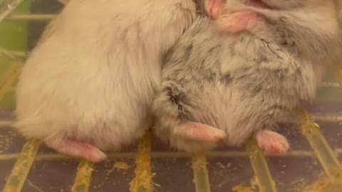 Two cute hamsters sleeping together