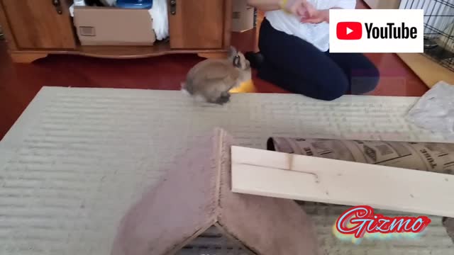 Gizmo The Baby Lionhead Rabbit