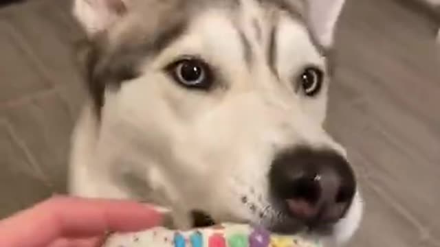 Funny dog video