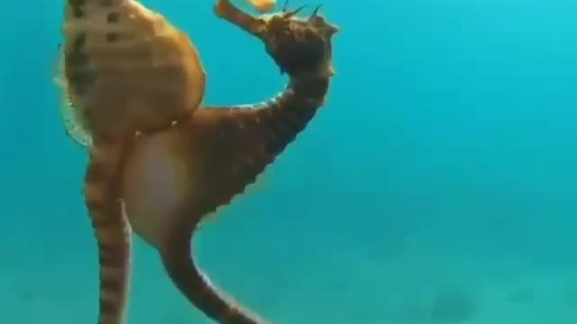 Seahorses reproduce