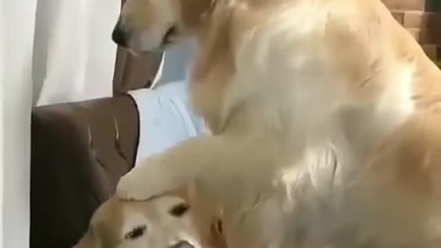 Adorable dog comforts his brother