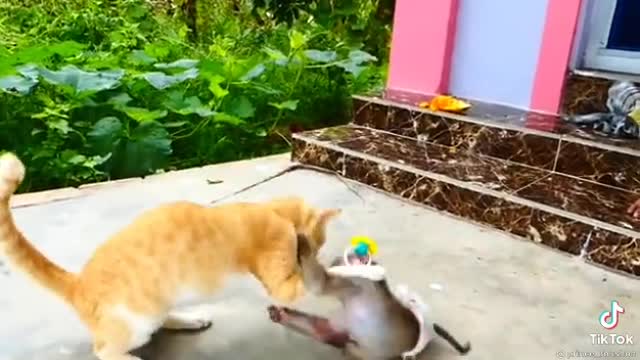 #Monkey vs cat