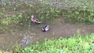 A pair of Mallard ducks float in a roadside puddle after a storm