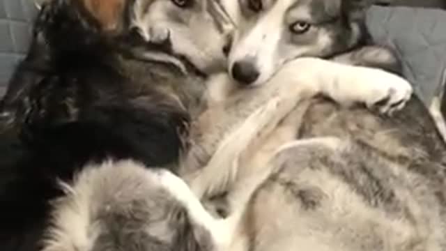 This Sweet Snuggle Was Almost Ruined By A Stinky Breath