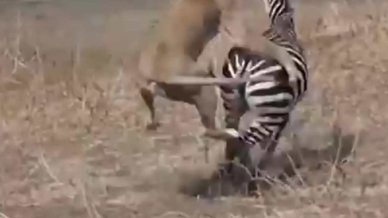 2 lionesses tackle zebra