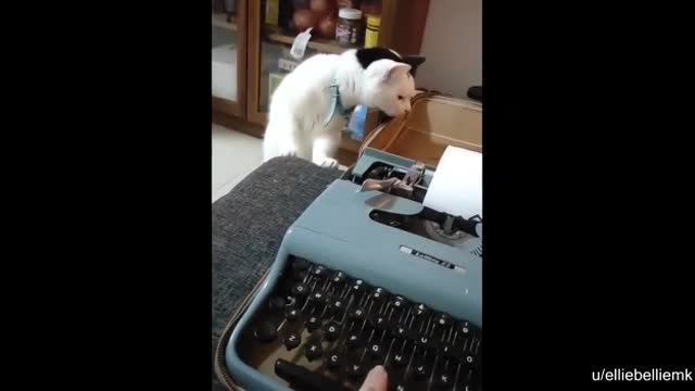 Cat gets frightened and falls off