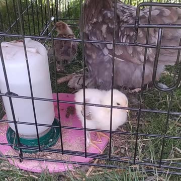 My little hen and her little chickens 🐤💚