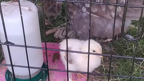 My little hen and her little chickens 🐤💚