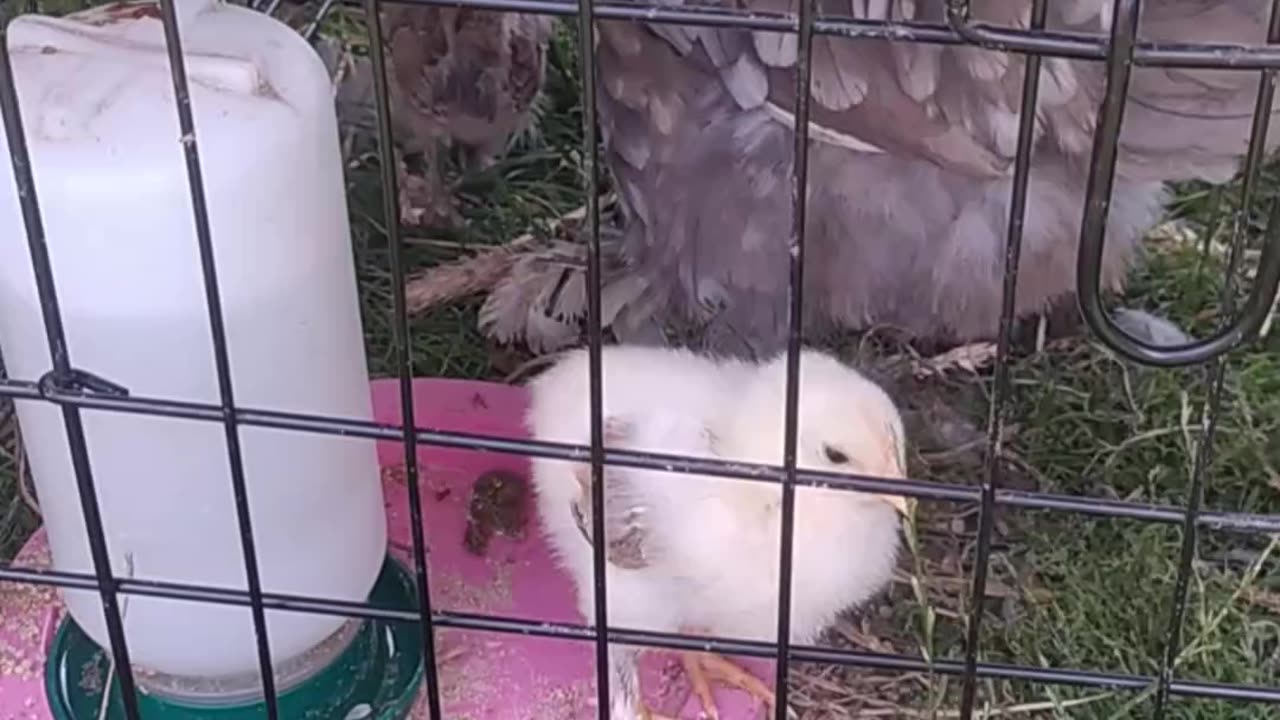 My little hen and her little chickens 🐤💚