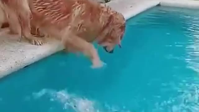 funny animals #animals #dogs #dogsoftiktok #dogswimming