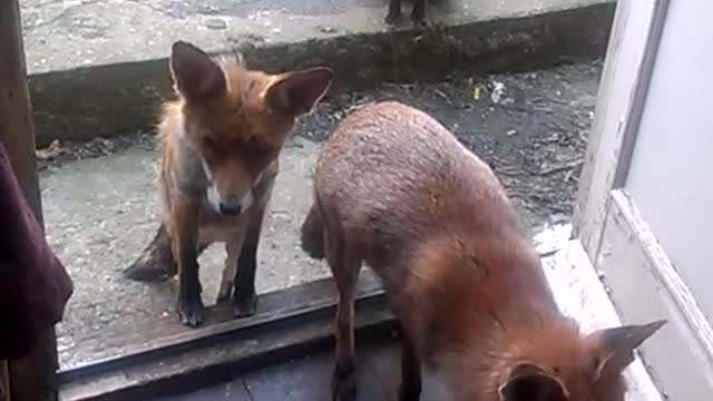 Family of Foxes Waiting for Dinner