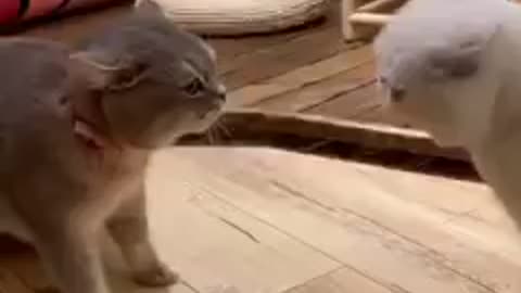 Cute Cats quarrel each other like human