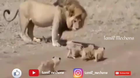 Cute Tamil funny video with Lion