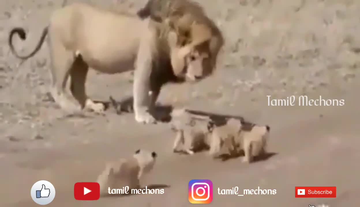 Cute Tamil funny video with Lion