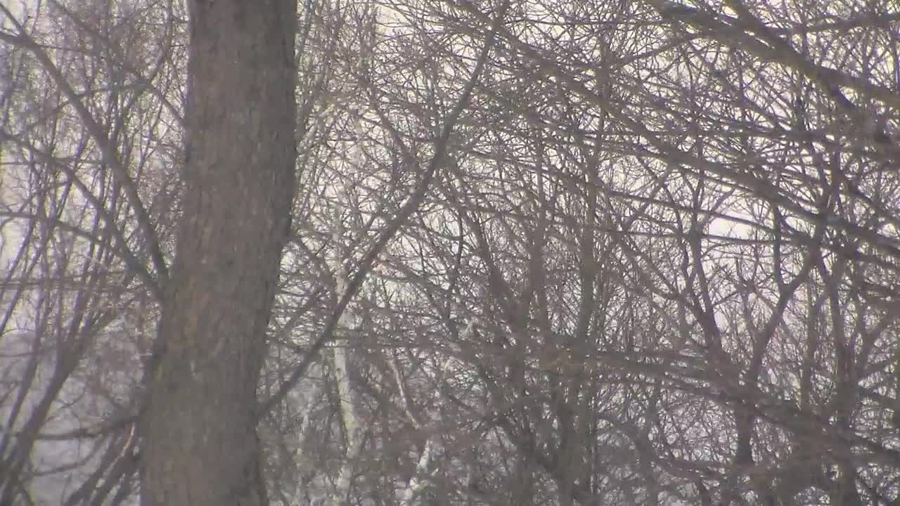 strong wind bending the trees