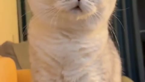 cat tiktok