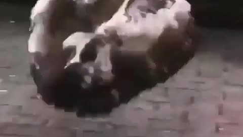 Funny owl