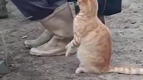 Funny cat