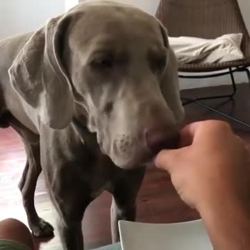 When your dog, eats invisible food. I think he never get full this way So cute and adorable