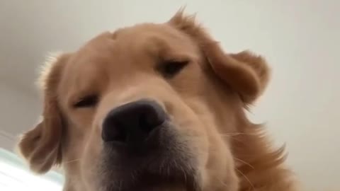 DogTok Happy dog song. (original)