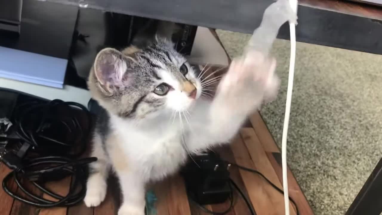 Very Cute Kitty Plays With Duct Tape