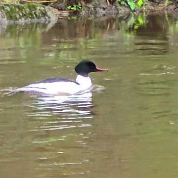 Goosander male in the water #goosander #bird #river.