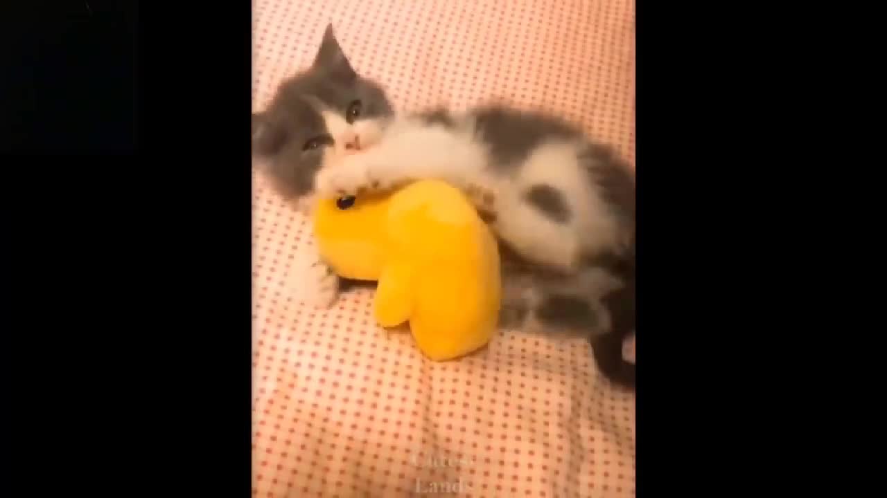 Cute kitty with her favourite toy