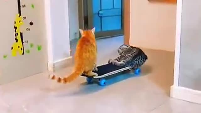 cats are enjoying funny short # funny dogs and cats # shorts