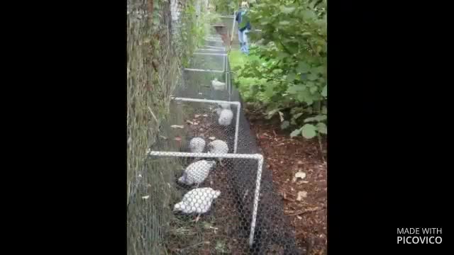 SIMPLE HACKS PART 1: 15 amazing ideas for those who like chicken farming