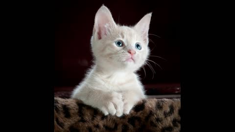 Amazing Cat Photo Slideshow