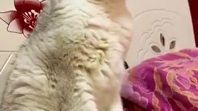 Super Cute Animals Cute cats and Funny dogs videos compilation